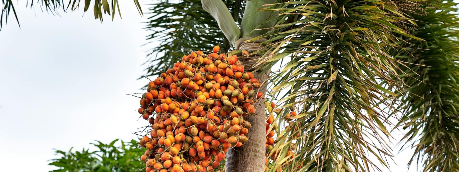 plantation, CPO Output Falls, tariff cut, plantation sector, plantation. stocks, Malaysia market, mob, nutritional benefits, TRADA, consolidation mode, cpo futures, sarawak plantations, green palm tree, sustainable palm oil