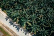 cpo price, boustead, Kim loong resources, palm oil giants, sime darby plantation, palm oil market, elevated cpo prices, coconut trees, palm-based product